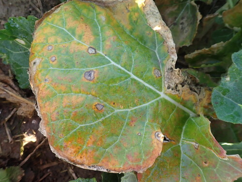 Erős fómás levélfoltosság fertőzés repce levelén