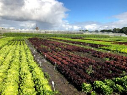 ÖMKi's discussions with the Netherlands Inspection Service for Horticulture included visiting organic lettuce fields